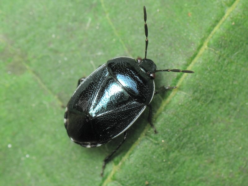 Canthophorus melanopterus (Herrich-Schäffer, 1835)